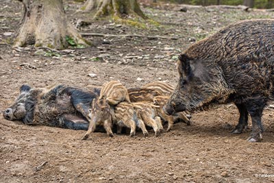 Tierpark Sababurg • Möbel Bolte Tierpark Sababurg • Möbel Bolte